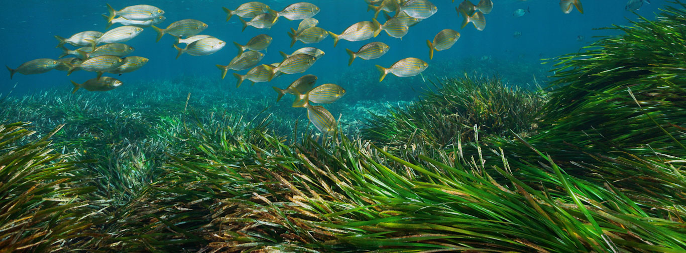 Elaboración de directrices comunes de conservación de fanerógamas marinas