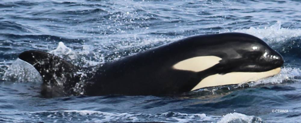 orca-cemma
