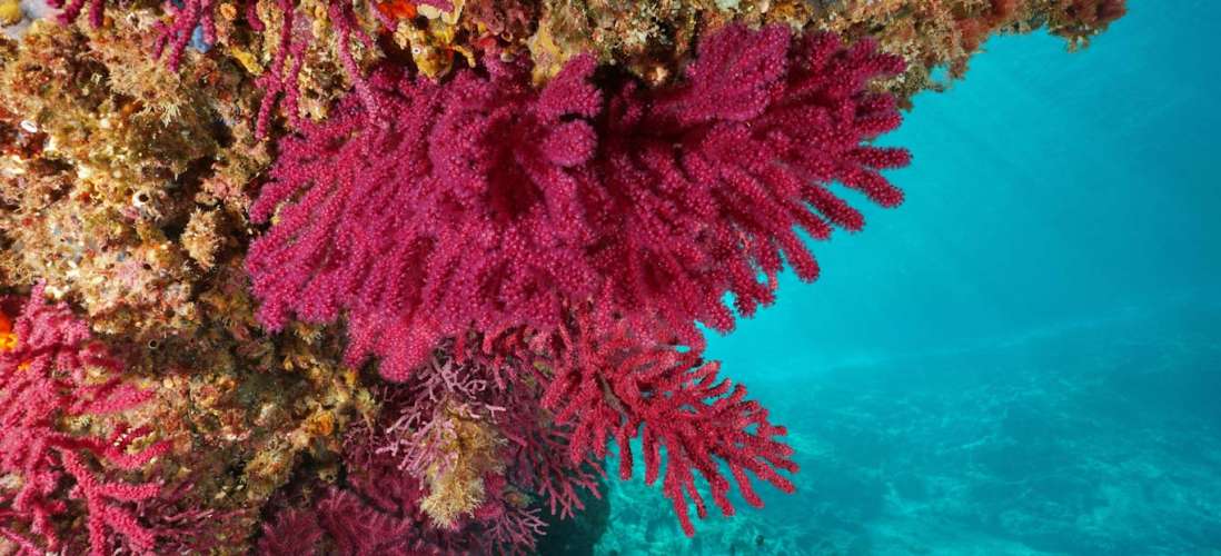 Enhancing Understanding of Marine Habitats